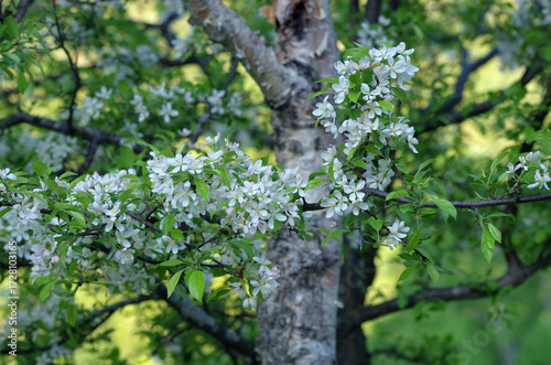 樹木を眺め、じっくりと見つめる自分。野山を歩き一休み。腰を下ろして周りを見回していると、そこには若い樹木、老練な樹木、そして朽ち果てた樹木が凛として起立したり、体をねじらせたり、横たわったり思い思いの姿で佇んでいる。人の人生と同じだ。そしてこの木々に囲まれて、私はひとり、私の人生を楽しんでいる。