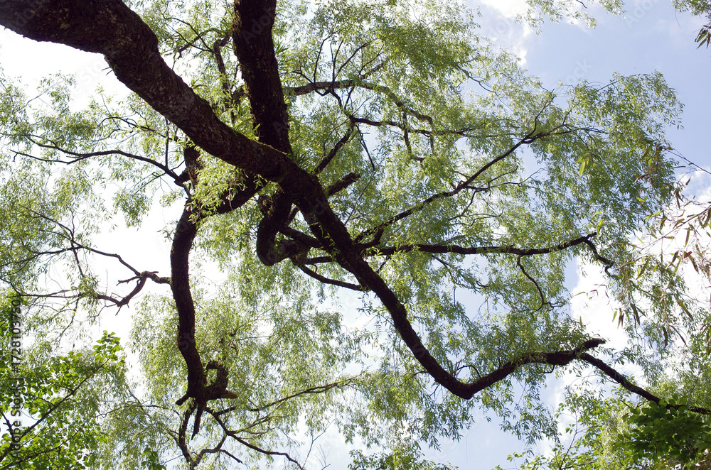 Fototapeta premium 樹木を眺め、じっくりと見つめる自分。野山を歩き一休み。腰を下ろして周りを見回していると、そこには若い樹木、老練な樹木、そして朽ち果てた樹木が凛として起立したり、体をねじらせたり、横たわったり思い思いの姿で佇んでいる。人の人生と同じだ。そしてこの木々に囲まれて、私はひとり、私の人生を楽しんでいる。