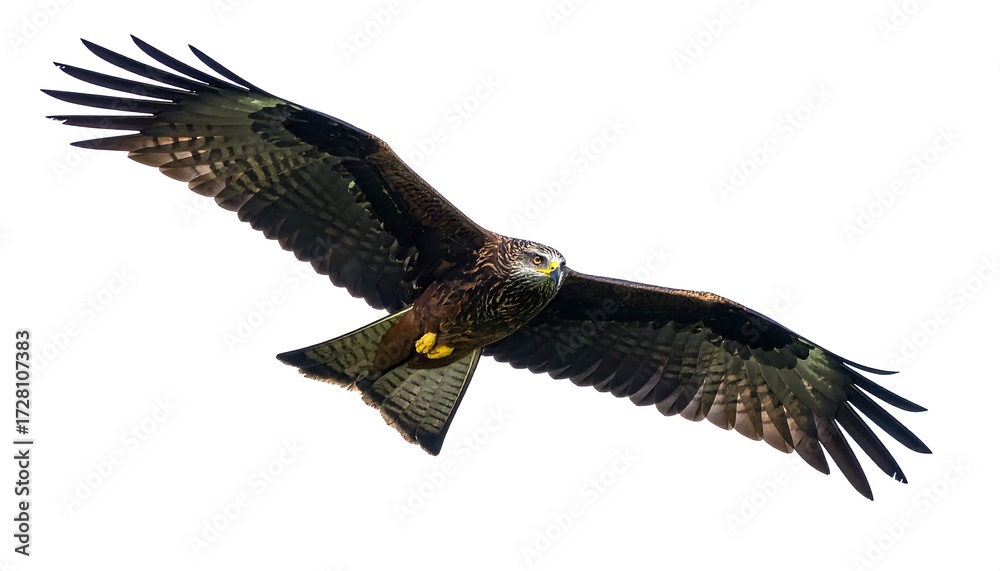 Naklejka premium Black kite soaring against white background