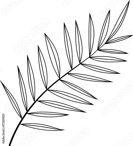 Hand drawn palm frond leaf line art tropical botanical sketch vector vector