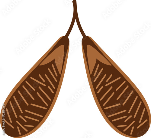 Two sycamore tree seed pods isolated vector