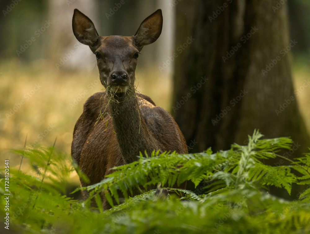 Fototapeta premium cerfs en forêt