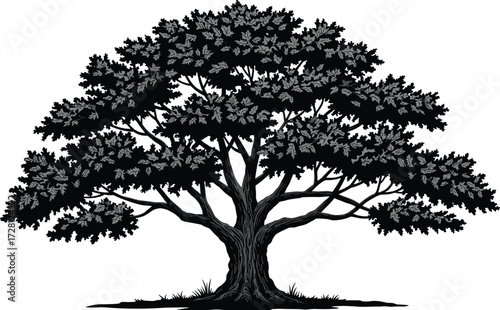 Oak tree silhouette, black and white vector illustration, detailed trunk and leaves, natural forest graphic, botanical artwork, isolated design, elegant nature element