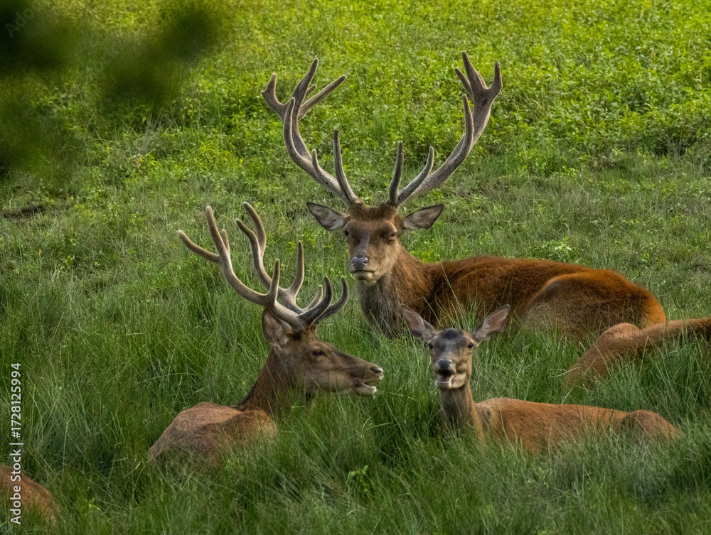 Obraz premium cerfs en forêt