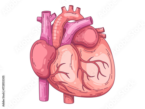 illustration of a human heart anatomy is shown with detailed vessels, arteries, veins, aorta, etc.ideal for educational, infographics, presentation, poster, etc