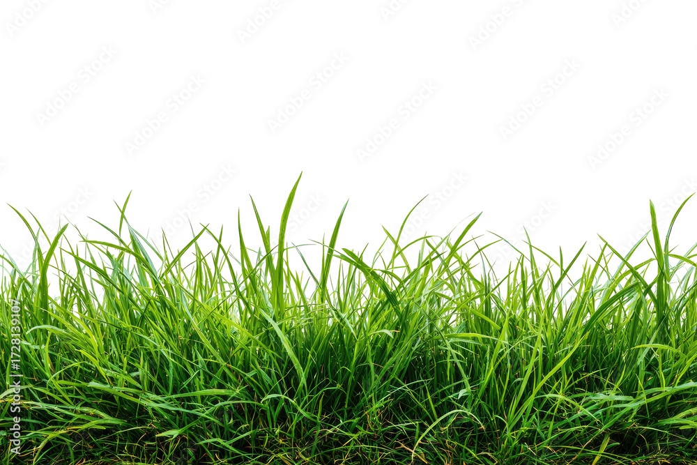 Obraz premium Lush green grass blades, close-up