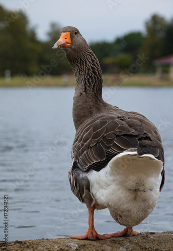 Big butt Greylag Goose
