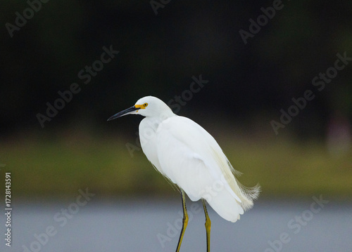 Snowy Egret in the wild