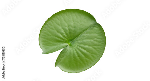 Single Green Lily Pad Leaf Against Black Background