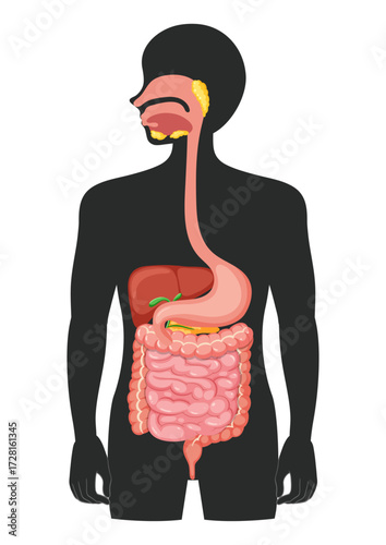 Human digestive system diagram anatomy isolated on silhouette body illustration