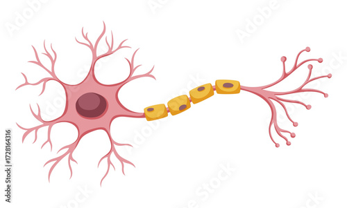 "Neuron Anatomy – Stylized Line Art Illustration Showing Cell Body, Dendrites, Axon, Myelin Sheath, and Terminal Branches for Biology, Neuroscience, and Educational Design Projects"