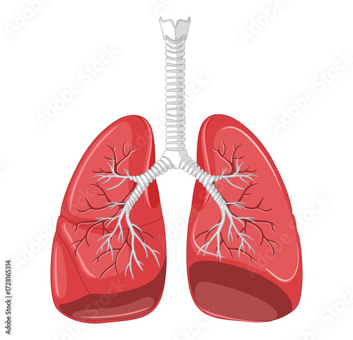 "Human Lungs Anatomy – Detailed Medical Illustration Featuring Trachea, Bronchi, Bronchioles, and Lobes for Biology, Respiratory Science, and Educational Design Projects"