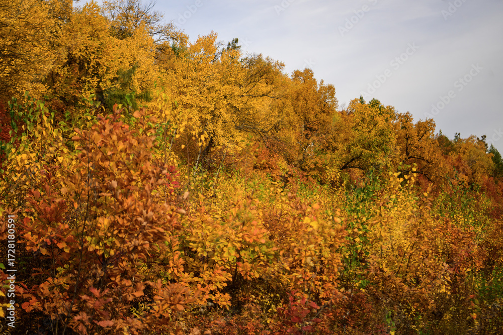 Fototapeta premium Colorful foliage in the forest