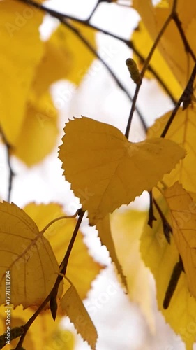 Wallpaper Mural Yellow leaves on birch branches against the background of the sky in an autumn park. Golden warm autumn. Indian summer. Autumn park in the city. Wildlife in autumn. Torontodigital.ca