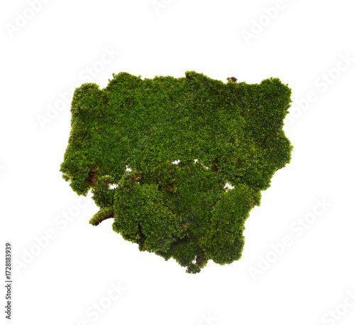 Green moss isolated on transparen png. Nature background.