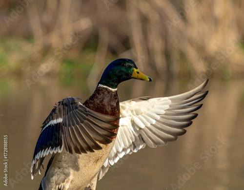 Mallard duck in flight