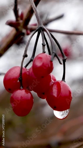 Wallpaper Mural Red viburnum berries with dew droplets swaying on a tree branch in late autumn. Seasonal autumn nature, melancholic atmosphere, natural background for design Torontodigital.ca