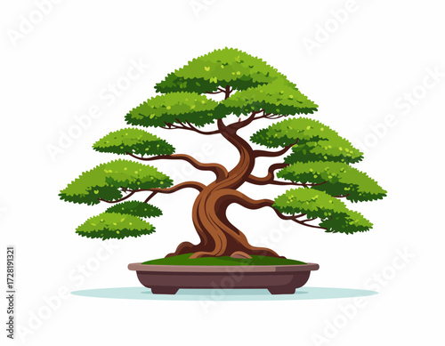 bonsai tree isolated on white