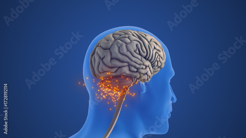 Cerebellum Anatomy Showing Balance and Coordination Function