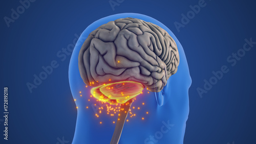 Cerebellum Anatomy Showing Balance and Coordination Function
