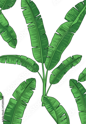 Green banana leaves pattern on white background tropical plant design.