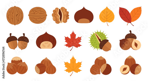 Assortment of Autumn Nuts and Leaves Collection