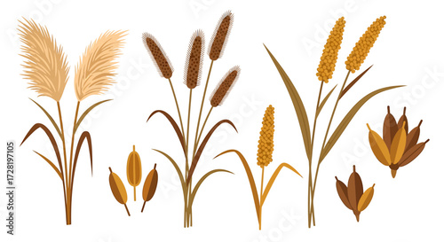 Stylized Illustration of Various Grasses and Seeds