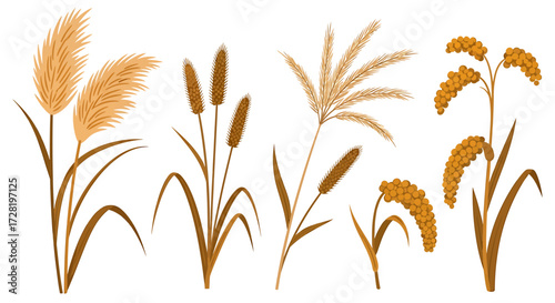 Vector Illustration of Various Ornamental Grasses and Plants