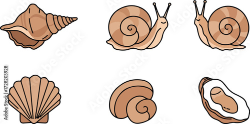 Various seashells and snails on a white background.