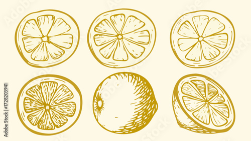 Vibrant yellow lemon slices and whole fruit hand-drawn sketch create a fresh, zesty visual perfect for culinary designs and summer themes.