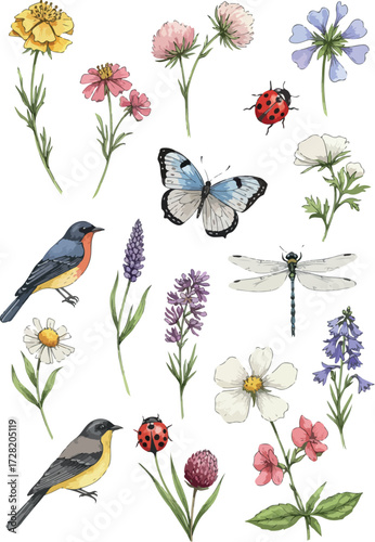 Watercolor illustration of various flowers birds insects and butterflies.