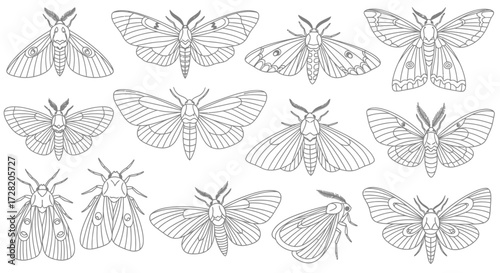 Elegant line art collection of diverse moth species showcasing intricate wing patterns and antenna details for nature enthusiasts and designers
