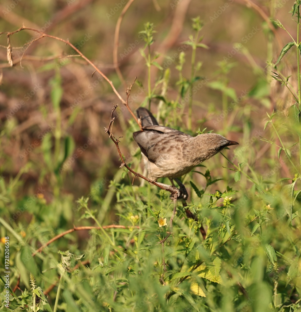 Fototapeta premium Large Gray Babbler