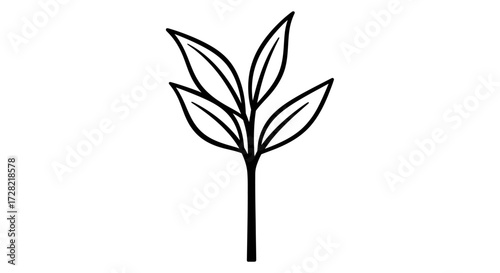 green plant isolated on white