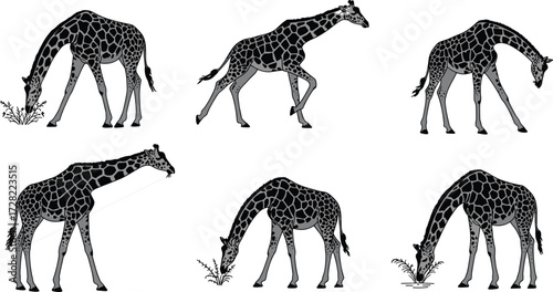 Giraffe silhouettes, feeding pose, drinking water, walking animal, African wildlife, nature behavior, long neck, savannah scene, black shapes, wild mammals