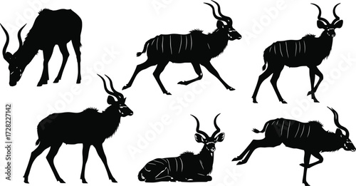 Kudu silhouette, African antelope, spiral horns, animal poses, grazing kudu, walking kudu, black and white, vector art, nature, stock illustration