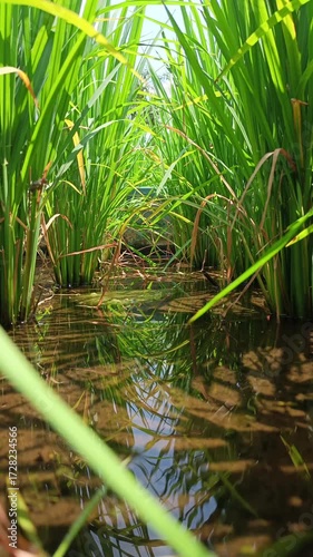 Cinematic footage of green rice plants growing in paddy field with water reflection, tropical agriculture, organic farming, natural rural landscape, food crop cultivation, Asian rice farming concept
