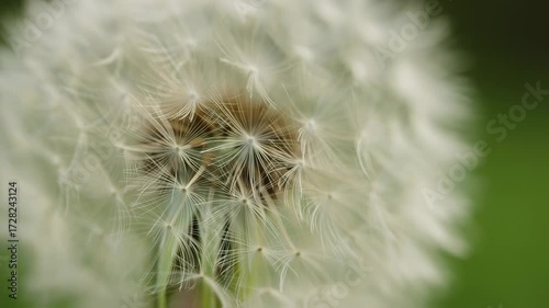 Close-up of a dandelion seed head