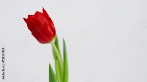 Single red tulip against a plain white background