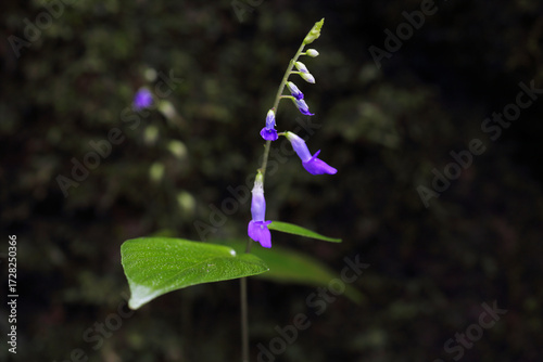 Rhychoglossum Obliquum, family name Gesneriaceae