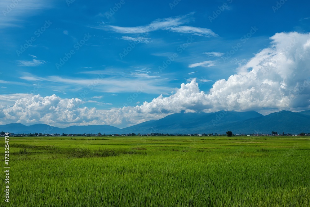 Fototapeta premium Green rice field with mountains under cloudy sky