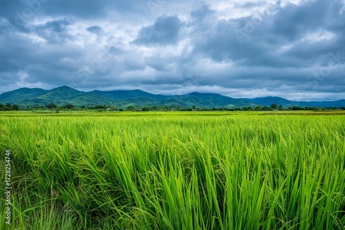 Green rice field with mountains under cloudy sky