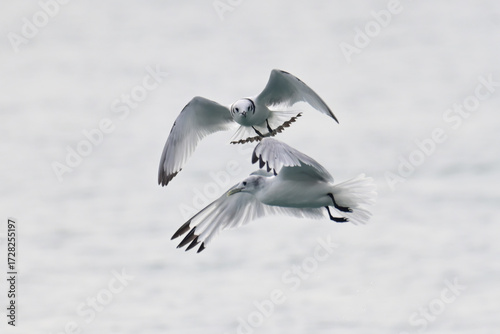 A pair of Black-legged Kittiwakes (Rissa tridactyla) hunting for seafood in Resurrection Bay, Alaska.