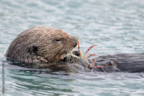 A Northern Sea Otter (Enhydra lutris kenyoni) enjoys a crab feast while floating in Alaska's Resurrection Bay.