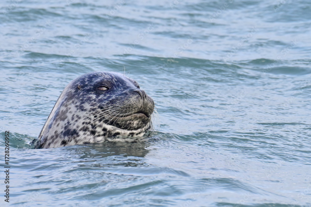 Obraz premium A chubby Harbor Seal (Phoca vitulina) floats serenely in Resurrection Bay, Alaska.