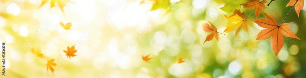 Fototapeta premium Autumn Maple Leaves Falling with Soft Bokeh Background, Warm Light and Colorful Fall Foliage. Nature, Seasonal and Botanical Concept.