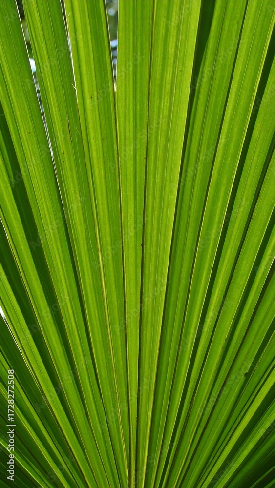 Obraz premium Close-up of vibrant green palm frond