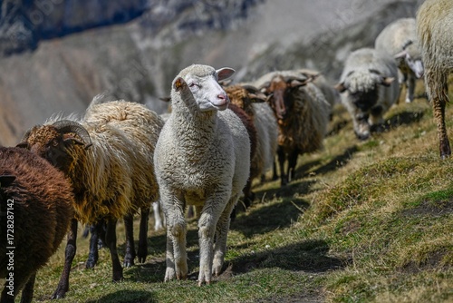 High resolution close up color image of a herd of sheep grazing on the Italian alps part of the famous TMB- Tour du Mont Blanc trail.