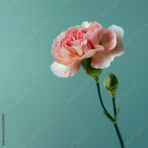pink carnation flower