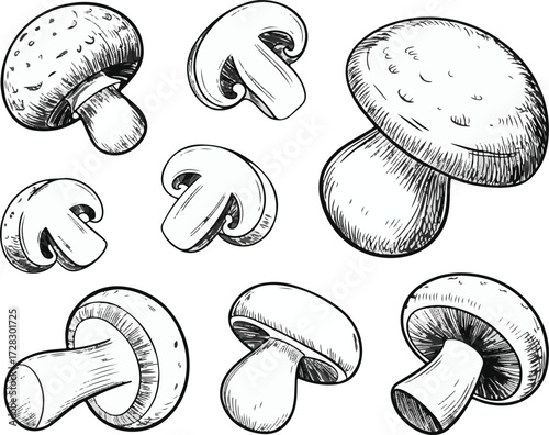Hand Drawn Mushroom Collection on Transparent Background Vector Illustration